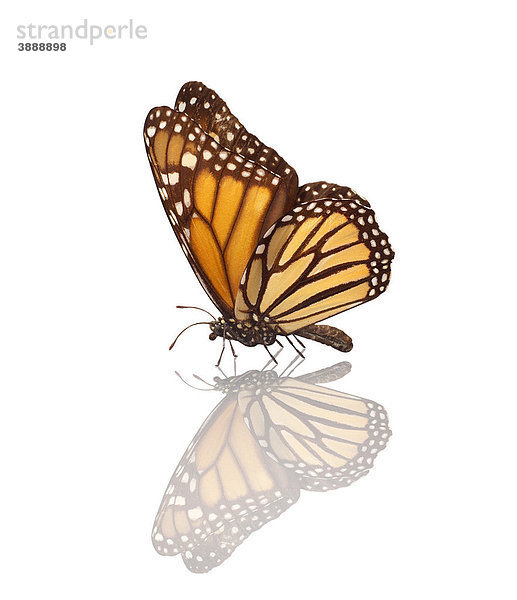 Monarchfalter oder Amerikanischer Monarch (Danaus plexippus)