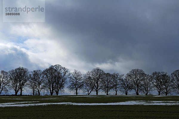 Lindenallee (Tilia platyphyllos) als Silhouette mit Regenwolken  Rhena  Mecklenburg-Vorpommern  Deutschland  Europa