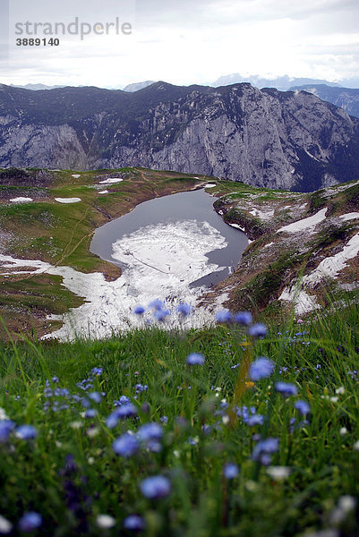 Vergissmeinnicht (Myosotis)  blaue Blumen  im Naturschutzgebiet  Landschaft am Loser Berg  Altaussee  Bad Aussee  Ausseerland  Totes Gebirge  Salzkammergut  Steiermark Alpen  Österreich  Europa