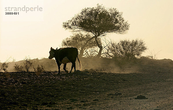 Kuh im australischen Outback bei Sonnenuntergang  Northern Territory  Australien