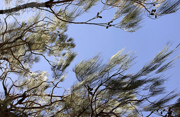 River jam  Wirewood  Wiry wattle  Desert oak  or Dogwood (Acacia coriacea)  Zweige  Northern Territory  Australien