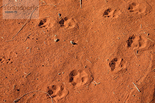 Dingo Spuren im roten Wüstensand  Northern Territory  Australien