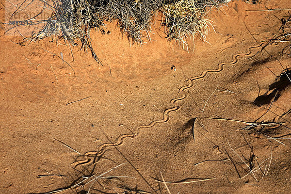 Spur einer Schlange im roten Wüstensand  Northern Territory  Australien