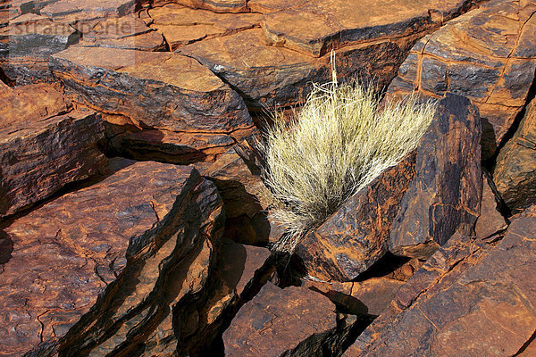 Spinifex  Süßgras wächst aus Felsen  Karijini National Park  Pilbara  Western Australia  Australien