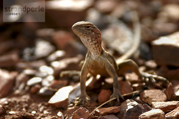 Soldatenagame (Ctenophorus caudicinctus)  Pilbara  Western Australia  Australien