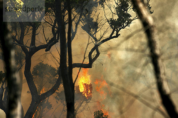 Buschfeuer im D'Entrecasteaux-Nationalpark  Western Australia  Australien