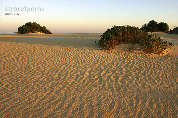 Wüstenlandschaft  Nambung Nationalpark  Western Australia  Australien