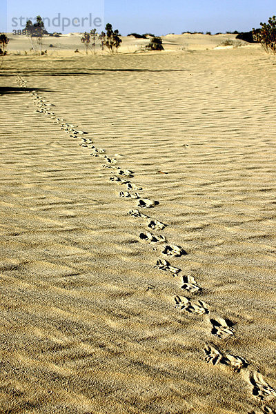 Fußspuren von einem Goanna  einer Eidechse  in der Wüste  Nambung Nationalpark  Westaustralien  Australien