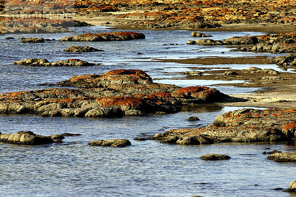 Stromatolithen  die ältesten Fossilien der Erde  Hamelinbay  Nordwest-Australien