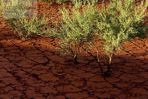 Mulgabäume (Acacia aneura) wachsen in ausgetrockneter rissiger roter Erde  Pilbara  Nordwest-Australien  Australien