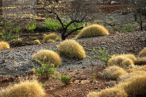 Spinifex Gras (Spinifex)  Pilbara  Nordwest-Australien  Australien