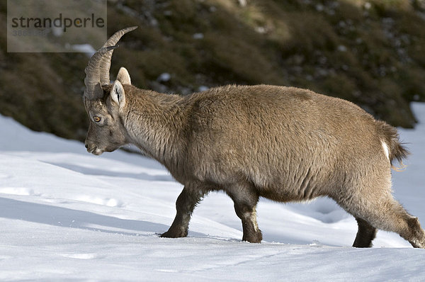 Alpensteinbock (Capra ibex)  Mondscheinspitze  Karwendel-Gebirge  Tirol  Österreich  Europa