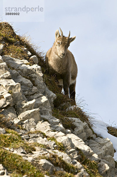 Alpensteinbock (Capra ibex)  Mondscheinspitze  Karwendel-Gebirge  Tirol  Österreich  Europa
