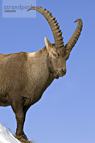 Alpensteinbock (Capra ibex)  Mondscheinspitze  Karwendel-Gebirge  Tirol  Österreich  Europa