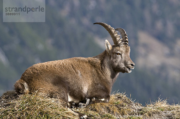 Alpensteinbock (Capra ibex)  Mondscheinspitze  Karwendel-Gebirge  Tirol  Österreich  Europa