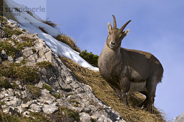 Alpensteinbock (Capra ibex)  Mondscheinspitze  Karwendel-Gebirge  Tirol  Österreich  Europa