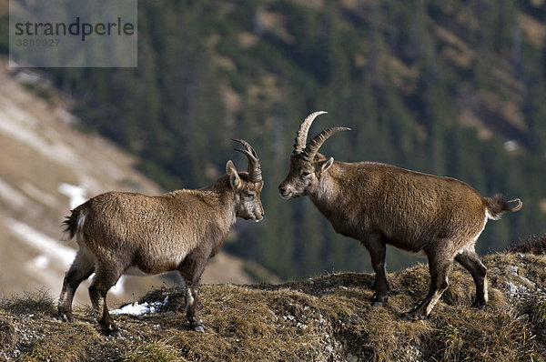 Alpensteinböcke (Capra ibex)  Mondscheinspitze  Karwendel-Gebirge  Tirol  Österreich  Europa