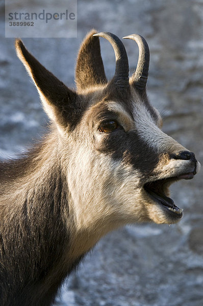 Gämse (Rupicapra rupicapra)  Alpenzoo Innsbruck  Tirol  Österreich  Europa