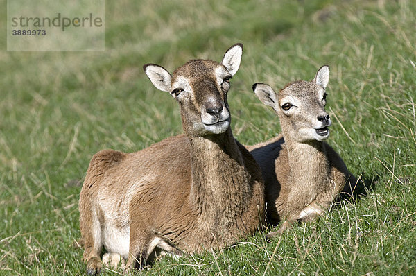 Mufflon (Ovis ammon)  Muttertier mit Jungtier  Aurach  Tirol  Österreich  Europa