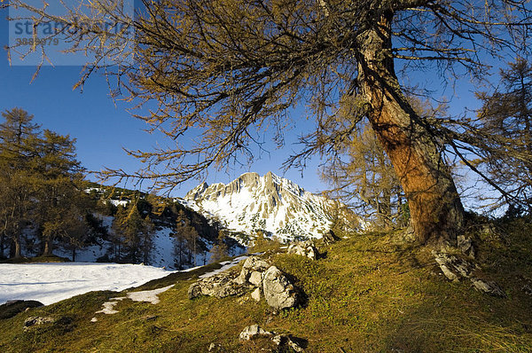 Mondscheinspitze  Lärchenwald (Larix decidua)  Karwendel-Gebirge  Tirol  Österreich  Europa