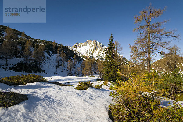 Mondscheinspitze  Lärchenwald (Larix decidua)  Karwendel-Gebirge  Tirol  Österreich  Europa