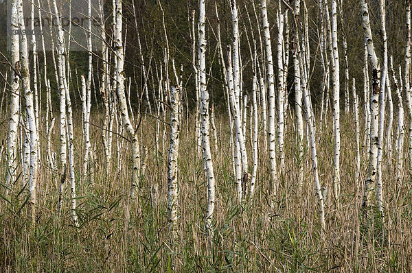 Birken  Moorbirken (Betula pubescens)  Naturschutzgebiet Weidmoos  Salzburg  Österreich  Europa