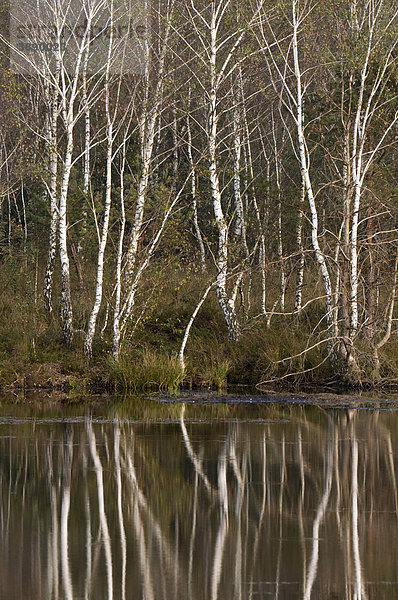 Birken  Moorbirken (Betula pubescens)  Naturschutzgebiet Weidmoos  Salzburg  Österreich  Europa