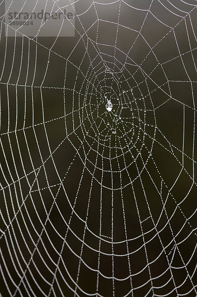 Spinnennetz  Naturschutzgebiet Weidmoos  Salzburg  Österreich  Europa