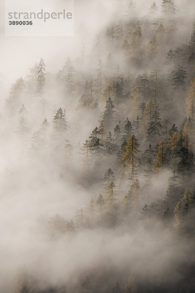 Herbstlicher Nadelwald im Nebel  Karwendel-Gebirge  Tirol  Österreich  Europa