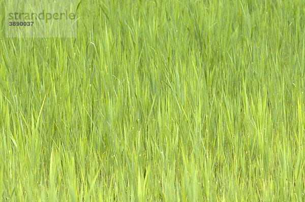 Gras  Hintergrund