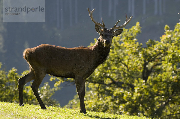 Rothirsch (Cervus elaphus)  Aurach  Tirol  Österreich  Europa