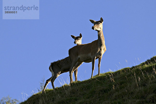 Rothirsch (Cervus elaphus)  Muttertier mit Jungtier  Aurach  Tirol  Österreich  Europa