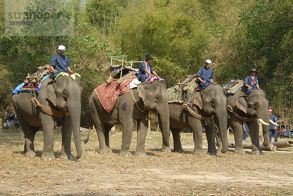 Elefanten stehen in einer Reihe bei Parade  Mahut  Elephant Festival  Ban Viengkeo  Hongsa  Provinz Xaignabouri  Sayaburi  Xayaburi oder Sainyabuli  Laos  Südostasien  Asien
