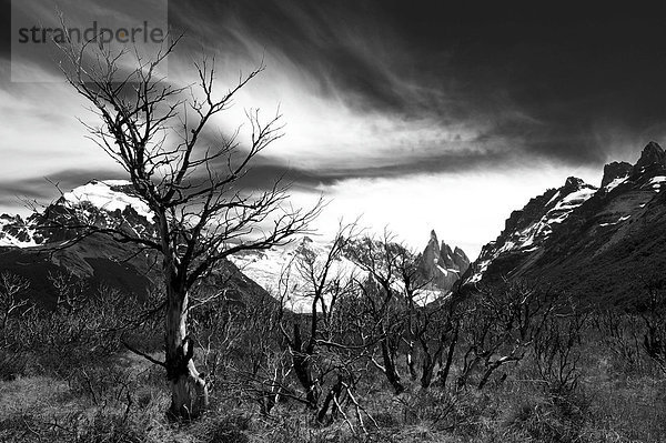 Cerro Torre Gipfel mit abgestorbenen Bäumen  schwarz-weiß  El Chalten  Patagonien  Anden  Argentinien  Südamerika