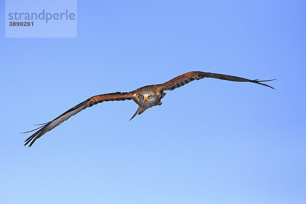 Roter Milan (Milvus milvus) im Flug