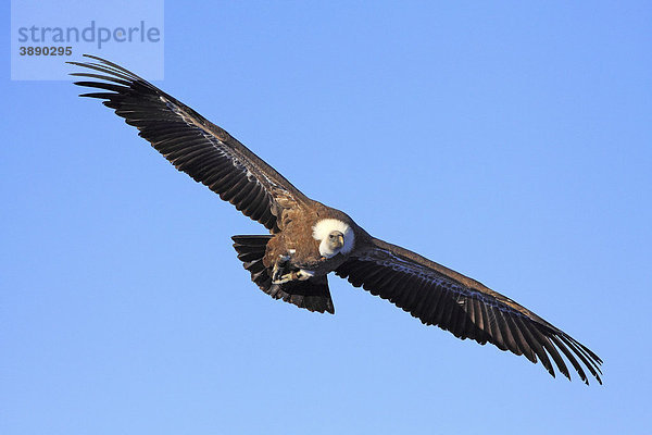 Gänsegeier (Gyps fulvus) im Flug