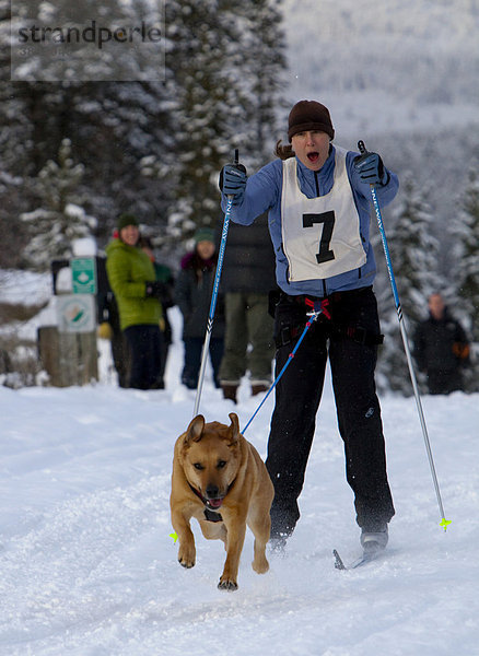 Junge Frau beim Skijöring  Skifahrer wird von einem Hund gezogen  laufender Schlittenhund  Labrador-Mix  Schlittenhunde-Rennen in der Nähe von Whitehorse  Yukon Territory  Kanada