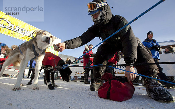 Hundeschlittenführer Normand Casavant gibt seinen Schlittenhunden nach der Ankunft in Dawson City einen Snack  Yukon Quest 1000-Meilen Internationales Schlittenhunderennen 2010  Yukon Territory  Kanada