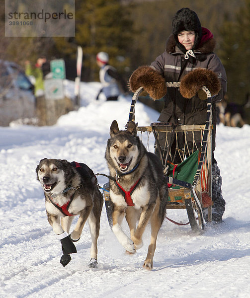 Alaskan Huskys beim Schlittenhunderennen  Hunde-Team geführt von einem Jungen  einem Hundeschlittenführer  Rennen in der Nähe von Whitehorse  Yukon Territorium  Kanada