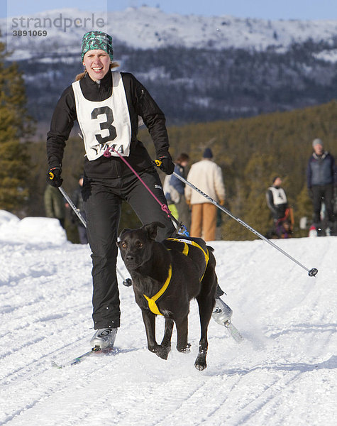 Junge Fraum beim Skijöring wobei der Skiläufer vom Hund  hier einem Labrador  gezogen wird  Schlittenhunderennen in der Nähe von Whitehorse  Yukon Territorium  Kanada