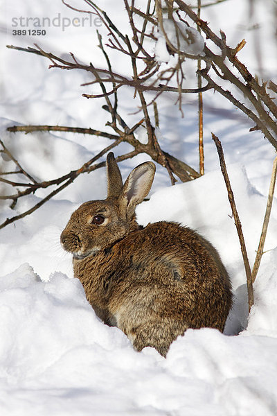Kaninchen  Europäisches Wildkaninchen (Oryctolagus cuniculus) sitzt im Schnee im Winter