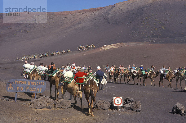 Kamelritt  Kamelkarawane im Nationalpark Timanfaya  Touristen  Feuerberge  Lava  Lanzarote  Kanarische Inseln  Spanien  Europa Kamelritt  Kamel