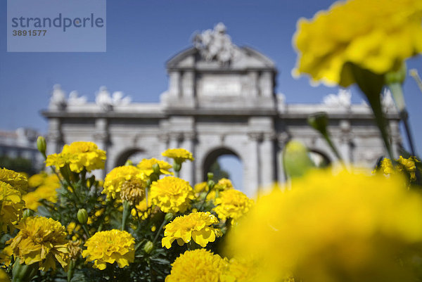 Gelb blühende Tagetes Blumen vor der Puerta de Alcala in Madrid  Spanien  Europa