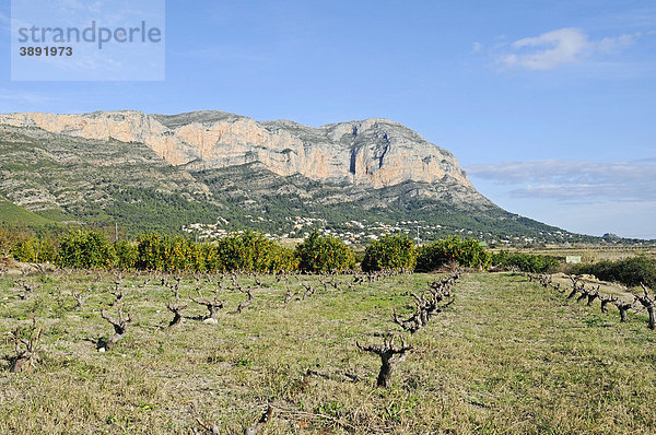 Acker  Weinanbau  Weinstöcke  Landwirtschaft  Berg Montgo  Naturschutzgebiet  Javea  Costa Blanca  Provinz Alicante  Spanien  Europa