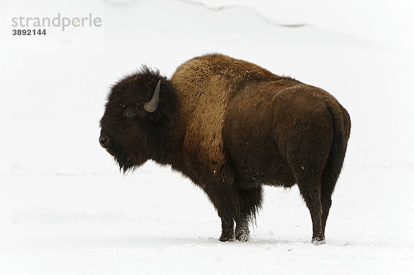 Amerikanischer Bison (Bison bison) im Winter