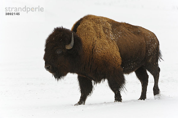 Amerikanischer Bison (Bison bison) im Winter