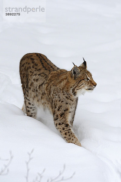 Europäischer Luchs (Lynx lynx) im Schnee