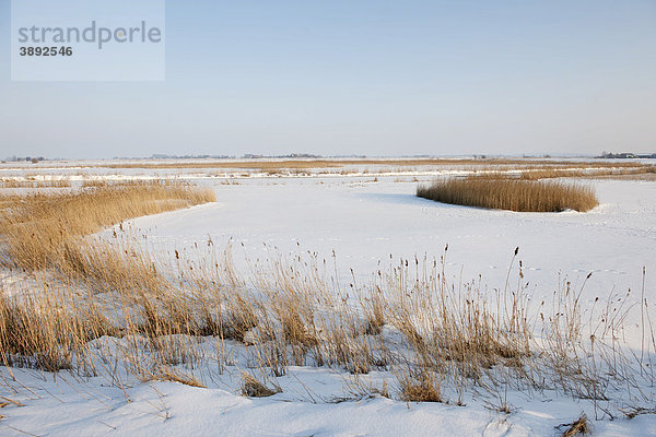 Verschneite Kooglandschaft entlang der gefrorenen Arlau  Nordfriesland  Schleswig-Holstein  Norddeutschland  Europa