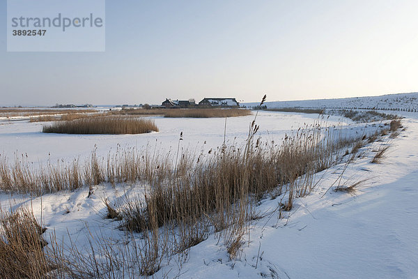 Verschneite Kooglandschaft entlang der gefrorenen Arlau  Nordfriesland  Schleswig-Holstein  Norddeutschland  Europa