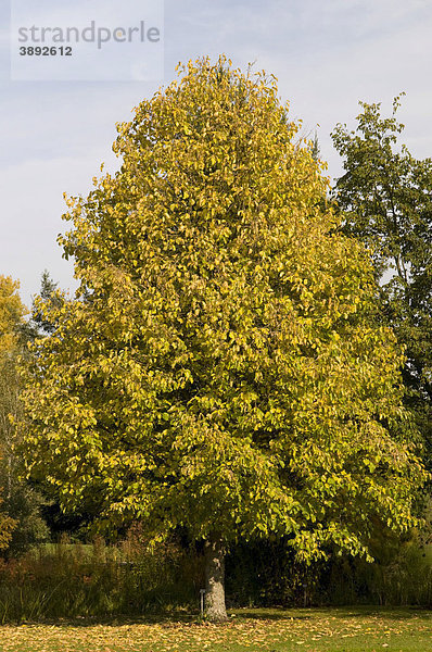 Baum-Hasel  Haselbaum (Corylus colurna)